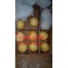 河北趙縣雪花梨 皇冠梨 水晶梨