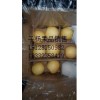 河北趙縣皇冠梨