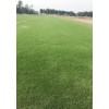 成都混播草草坪價格|成都混播草草坪多少錢|成都混播草坪批發廠家|永利供