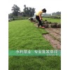 成都高羊茅草坪廠家|成都高羊茅草坪多少錢|成都高羊茅草坪多少錢平米|永利供