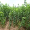 大櫻桃樹苗的種植要點(diǎn)